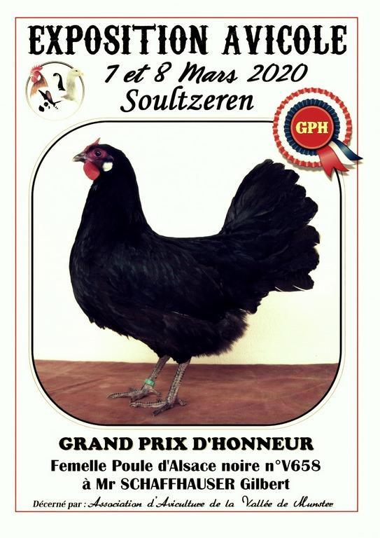 GPH poule d'Alsace