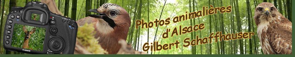 Site Photos animalières d'Alsace Gilbert Schaffhauser